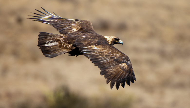 Naturaleza posible: El águila real es el símbolo vivo de México  