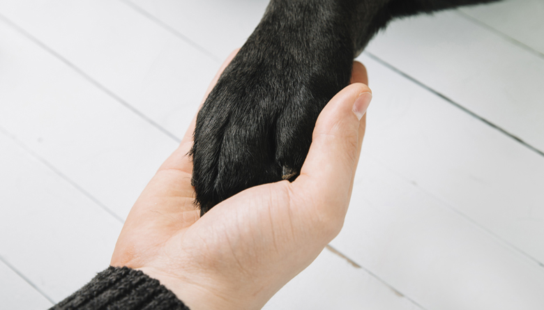 #Crónicas: Cuando la humanidad adoptó al perro &nbsp; &nbsp; &nbsp; &nbsp; &nbsp;